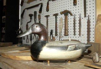 Perdew Canvasback